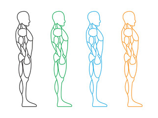 Human Body Anatomy Muscle Outline Icons Set, Side View