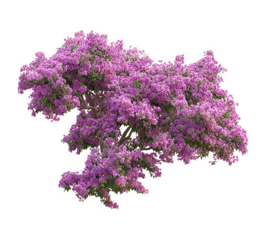 A vibrant, detailed isolated image of a lush tree with profuse pink-purple flowers