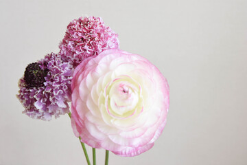 ラナンキュラスとスカビオサ