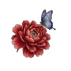 Vibrant purple butterfly landing on large red flower