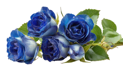 Close-up of four vibrant blue roses with green leaves against a transparent background