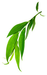 Green leaves fly with a gust of wind. Green leaves wave. Leaf falling. Vegan, eco, organic design element.on transparent, png