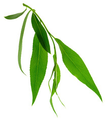 Green leaves fly with a gust of wind. Green leaves wave. Leaf falling. Vegan, eco, organic design element.on transparent, png