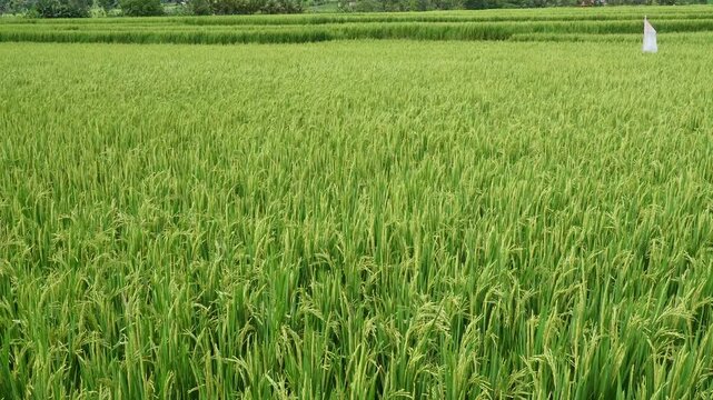 green rice field