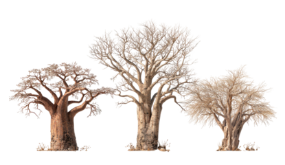 Three baobab trees in autumnal hues stand against a transparent background, showcasing their bark