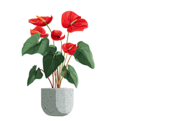 Digital illustration of a red anthurium plant in a speckled gray pot against a black backdrop