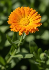 Vibrant orange calendula bloom shown in a sunny garden setting, highlighting the edible petals used for herbal preparations and natural remedies, medicinal, gardening, organic