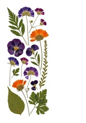 A beautifully arranged collection of dry pressed wild flowers and assorted botanical elements isolated against a pure white background for crafting, buds, decoration, pressed