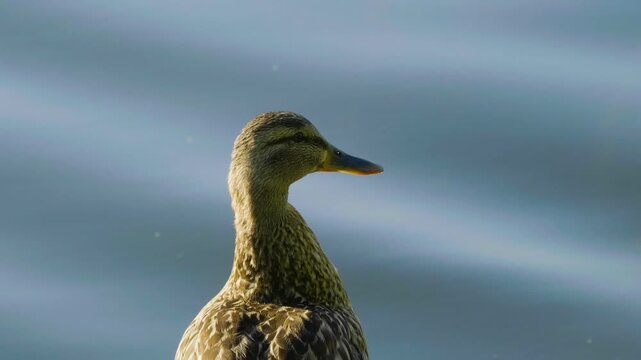 A detailed close-up shot of a female mallard duck (Anas platyrhynchos) standing sideways on the bank of the Ros River in Ukraine. The duck has characteristic mottled brown plumage and a yellow and bla