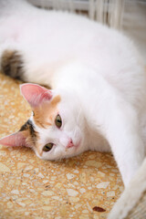 a white kitten with spots is lying