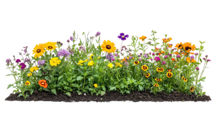 Natural Style Flowerbed Featuring Rudbeckia Hirta Black Eyed Susan Flowers on transparent background