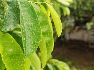 Fresh green soursop leaves with water droplets after rain. showcasing herbal medicine plants, organic farming, and tropical nature