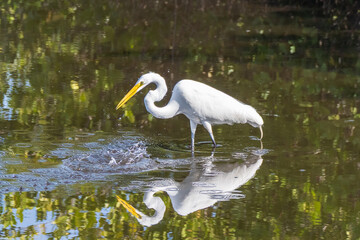 Great egret in the water