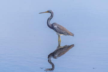 Tricolored heron in the water