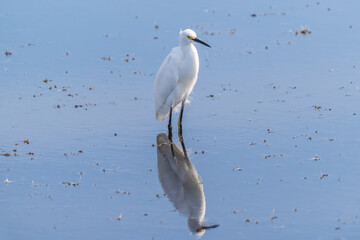Snowy egret in the water