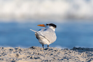 Royal tern on the beach