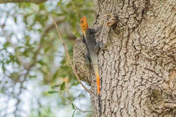 Common agama on a tree