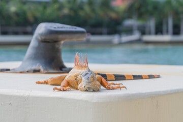 Green iguana by the sea