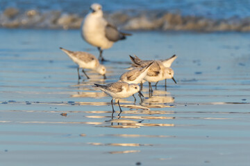 Beach birds