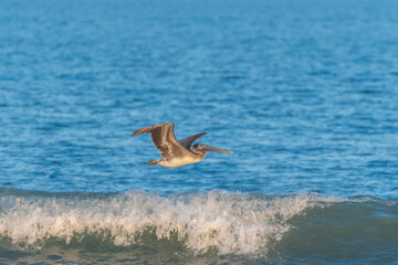 Brown pelican flying on top of the waves