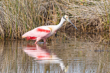 Roseate spoonbill in the water