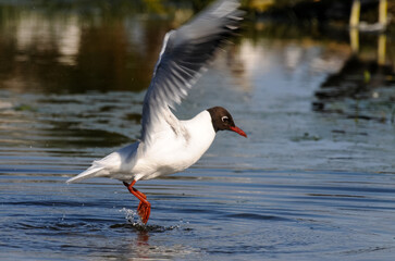 Obraz premium Mouette rieuse