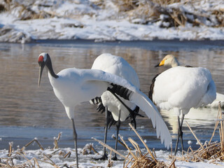 水辺にたたずむ丹頂鶴の親子