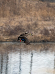 dynamically flying bird