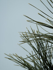 pine needles