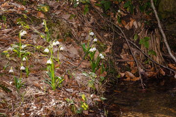 leucojum vernum blooming in early spring. summer snowflake flower closeup near forest brook on a sunny day. green environment background for nature awakening, woman's day or easter holidays