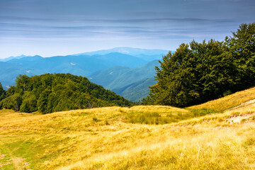 beautiful mountain landscape with beech trees on rolling hills. wonderful view of alpine countryside scenery of transcarpathia on a sunny day. natural background for outdoor adventure in ukraine