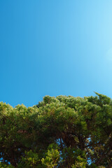 pine trees and blue sky
