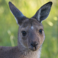 A young Western Grey Kangaroo (Macropus fuliginosus), portrait, Belair National Park, Adelaide, South Australia. © tonymills