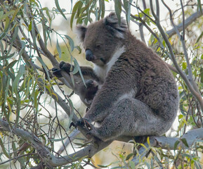 Obraz premium Koala (Phascolarctos cinereus) mother and baby in a tree at the Belair National Park, Adelaide, South Australia.