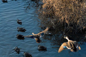 dynamically flying bird