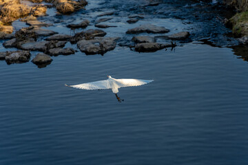 A white heron flying gracefully over calm water