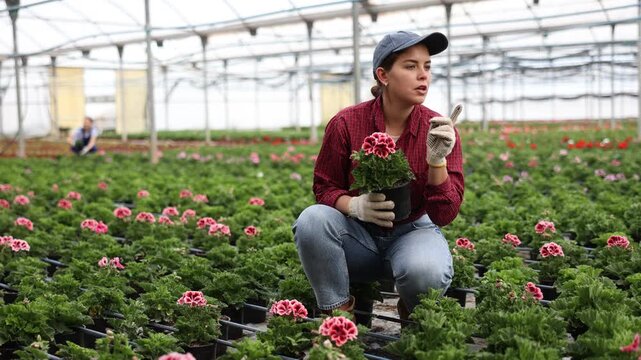  Female chief agronomist of wholesale base of ornamental plants inspects young large - flowered geranium seedlings before sending them to customer. Wholesale supplies from direct manufacturer