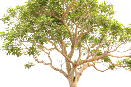 Nux vomica tree with snake wood branches on white