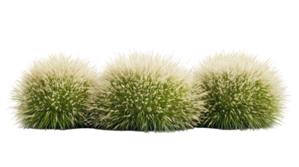 Three round green plants on transparent background