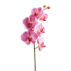 Elegant pink orchid flower stem on transparent background