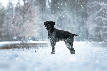 German Wirehaired Pointer female Mamba in the snow and during snowfall