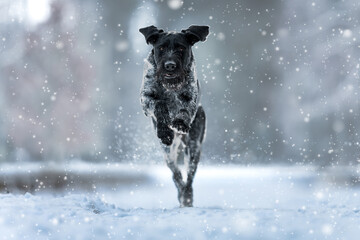 German Wirehaired Pointer female Mamba in the snow and during snowfall