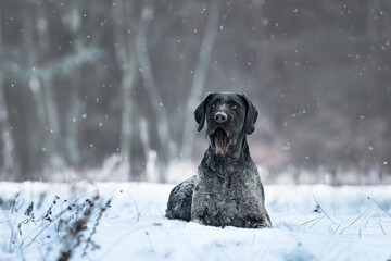 German Wirehaired Pointer female Mamba in the snow and during snowfall