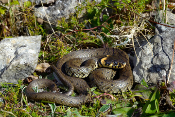 Obraz premium Ringelnatter // Grass snake (Natrix natrix gotlandica) - Insel Gotland, Schweden