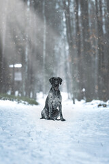 German Wirehaired Pointer female Mamba in the snow and during snowfall