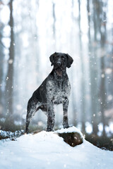 German Wirehaired Pointer female Mamba in the snow and during snowfall