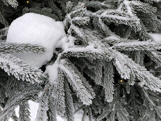 Frost-covered spruce branches and white snow on the branches