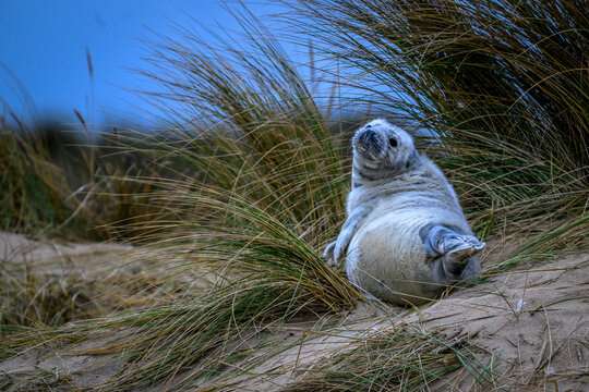 Grey seal pup shedding its white fur