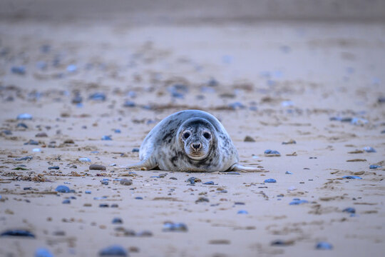 Grey seal pup on rocky beach