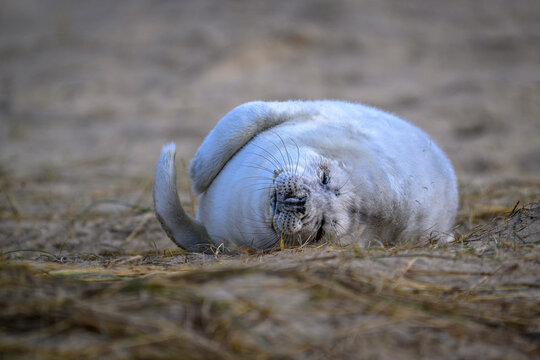 Grey seal pup with white fur
